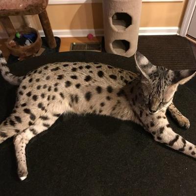 Exotic Cats for Sale: Ocelots, Caracals, Savannah F1-F3, and Servals